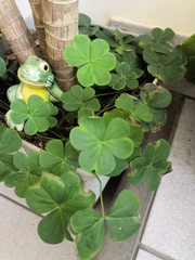 Oxalis