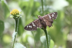 Apyrrothrix araxes