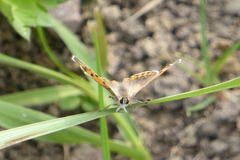 Lycaena phlaeas