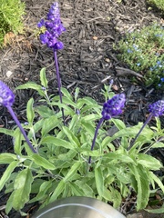Salvia