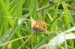 Lycaena phlaeas