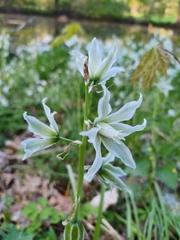 Ornithogalum boucheanum
