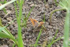 Lycaena phlaeas