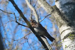 Turdus pilaris