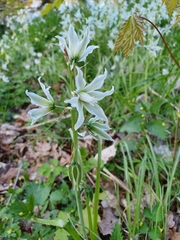Ornithogalum boucheanum