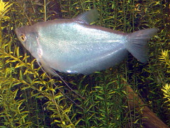 Moonlight Gourami photo 2
