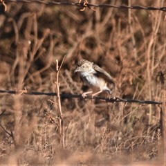 Cisticola textrix