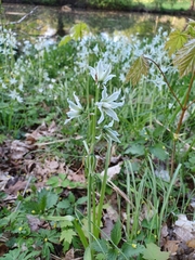 Ornithogalum boucheanum