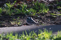 Motacilla alba