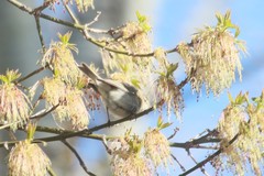 Phylloscopus collybita