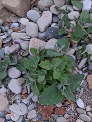 Atriplex aucheri