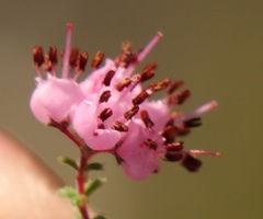 Erica brachycentra