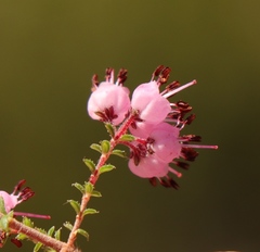 Erica brachycentra