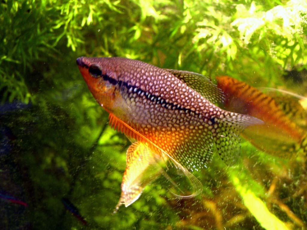 Gourami perlé (Trichopodus leerii)