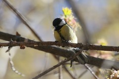 Parus major