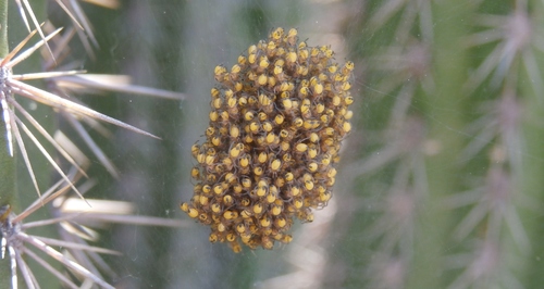 Paprastasis kryžiuotis nuotrauka