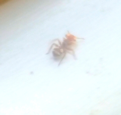 Cephalotes umbraculatus