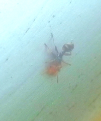 Cephalotes umbraculatus