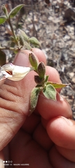 Carlowrightia