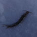 Craterostigmomorpha by (c) John Barkla, some rights reserved (CC BY). Used under a CC-BY license.