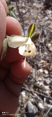 Carlowrightia