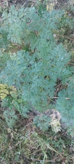 Apioideae
