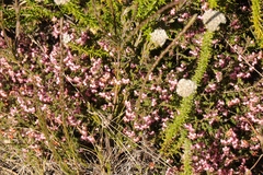 Erica brachycentra