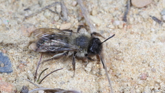 Andrena nycthemera