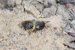 Andrena nycthemera