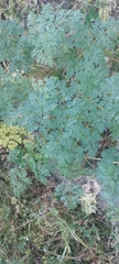 Apioideae