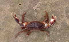 Panopeus austrobesus