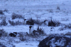 Centrocercus urophasianus