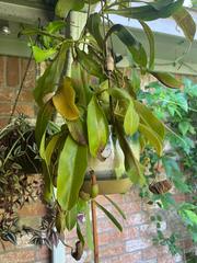 Nepenthes alata × ventricosa