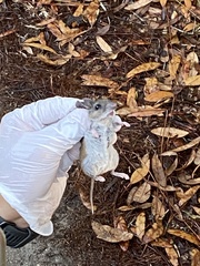 Peromyscus gossypinus