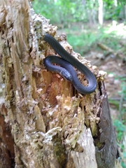 Diadophis punctatus stictogenys