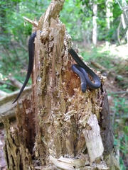 Diadophis punctatus stictogenys