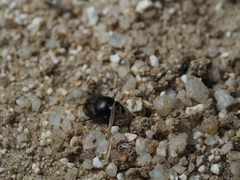 Onthophagus similis