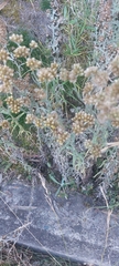 Achyrocline saturejoides