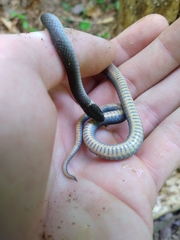 Diadophis punctatus stictogenys