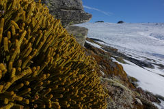 Veronica poppelwellii