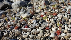 Androsace occidentalis