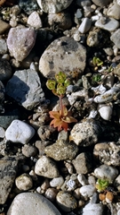 Androsace occidentalis