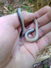Diadophis punctatus stictogenys