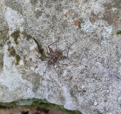 Gryllomorpha