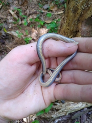 Diadophis punctatus stictogenys