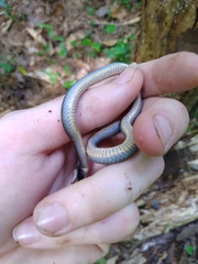 Diadophis punctatus stictogenys