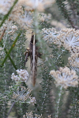 Acanthacris
