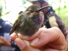 Lampornis amethystinus