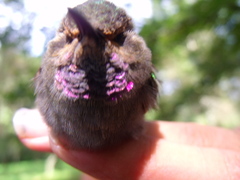 Lampornis amethystinus