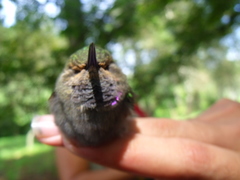 Lampornis amethystinus